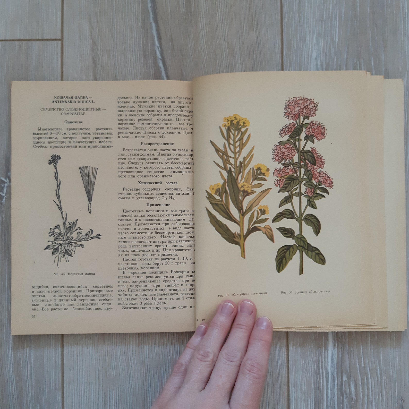 Vintage botanical book Medicinal plants of the Upper Etsy