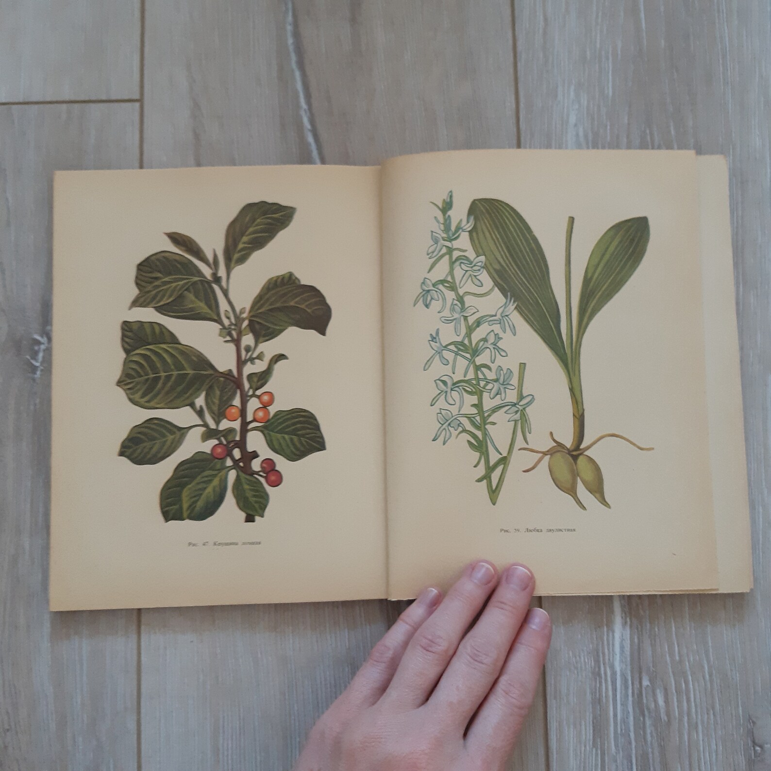 botanica book print midi