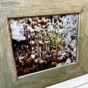 Pixie Cup Lichen - Cladonia Photograph, Boreal Forest Print, Golf Tee Plant of the Forest Floor, Wall Decor