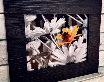 Bumblebee on Wildflower - Prairies, Manitoba, Canada, Selective Colour Black and Yellow Photograph, Print, Picture, Wall Decor