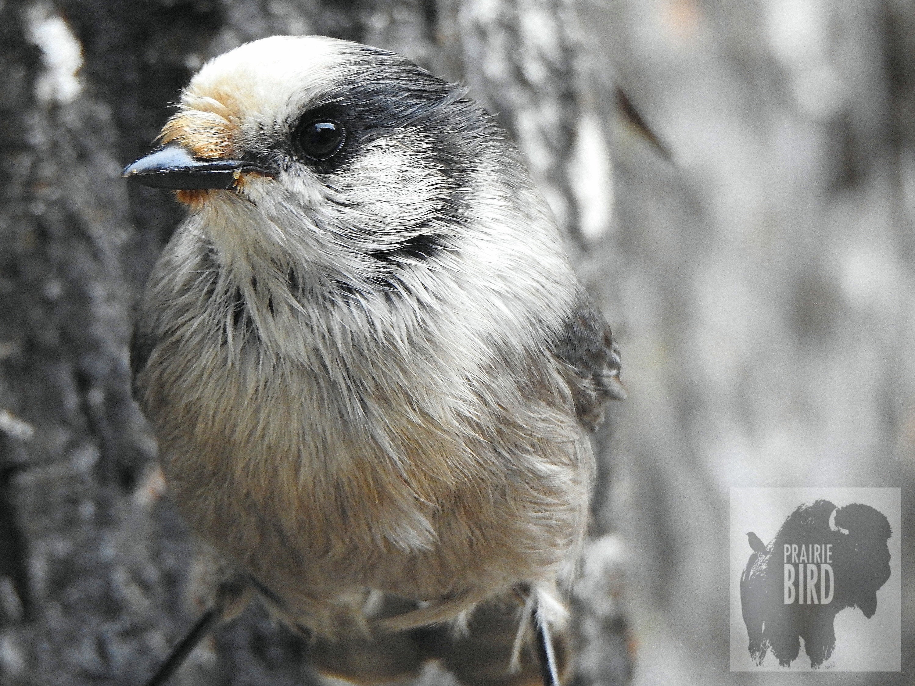 Canada's National Bird - A.k.a. Gray Jay, Canada Jay, Whiskey Jack ...