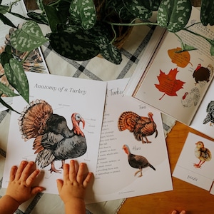 May include: A set of educational materials for learning about turkeys. The materials include a labeled diagram of a turkey's anatomy, a chart showing the different types of turkeys, and cards with pictures of turkeys and their names. The cards include the words "Teams", "Hens", and "Poult".