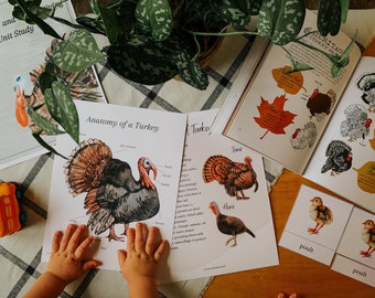 Wild Turkey Unit Study | Thanksgiving Unit Study | Montessori | Nature school | Nature Inspired | First Thanksgiving Unit Study