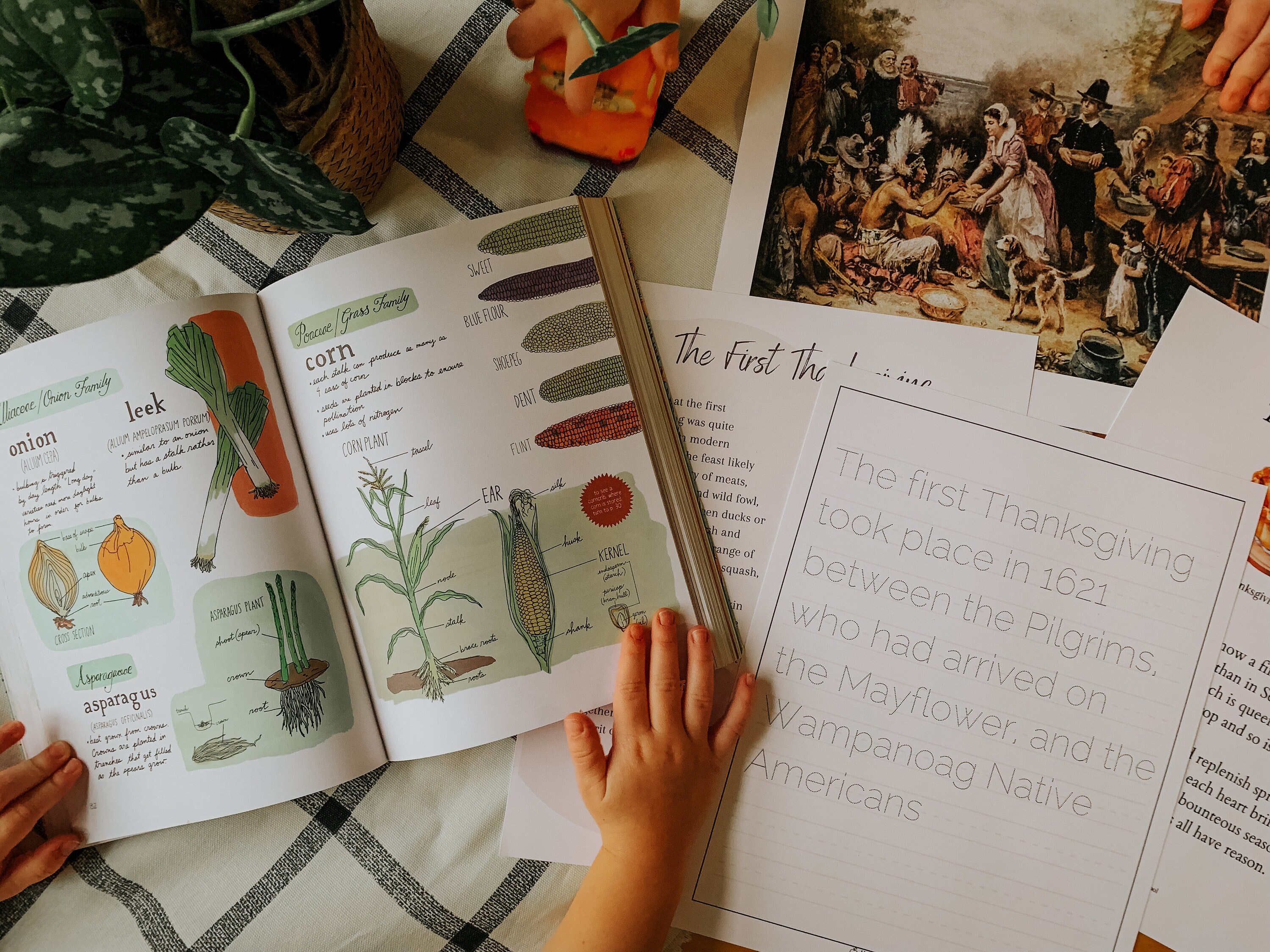 Wild Turkey Unit Study | Thanksgiving Unit Study | Montessori | Nature ...