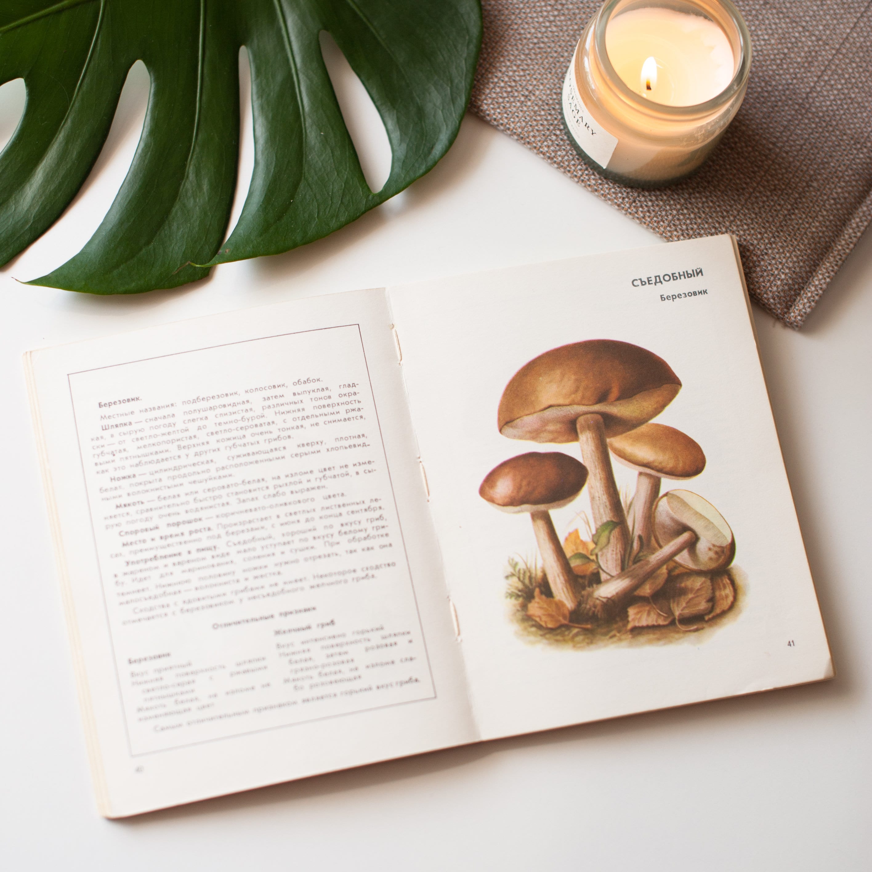Vintage Buch über Pilz essbare und giftige Pilze Handbuch | Etsy
