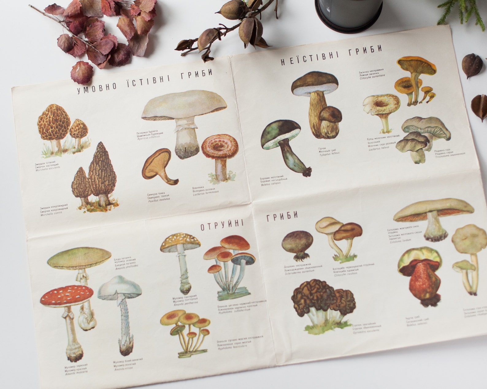 Mushroom guide poster Vintage illustrated botanical poster or | Etsy