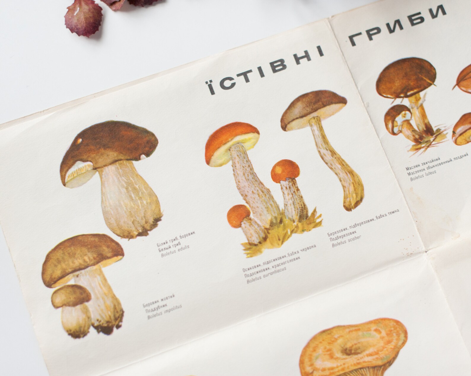 Mushroom guide poster Vintage illustrated botanical poster or | Etsy