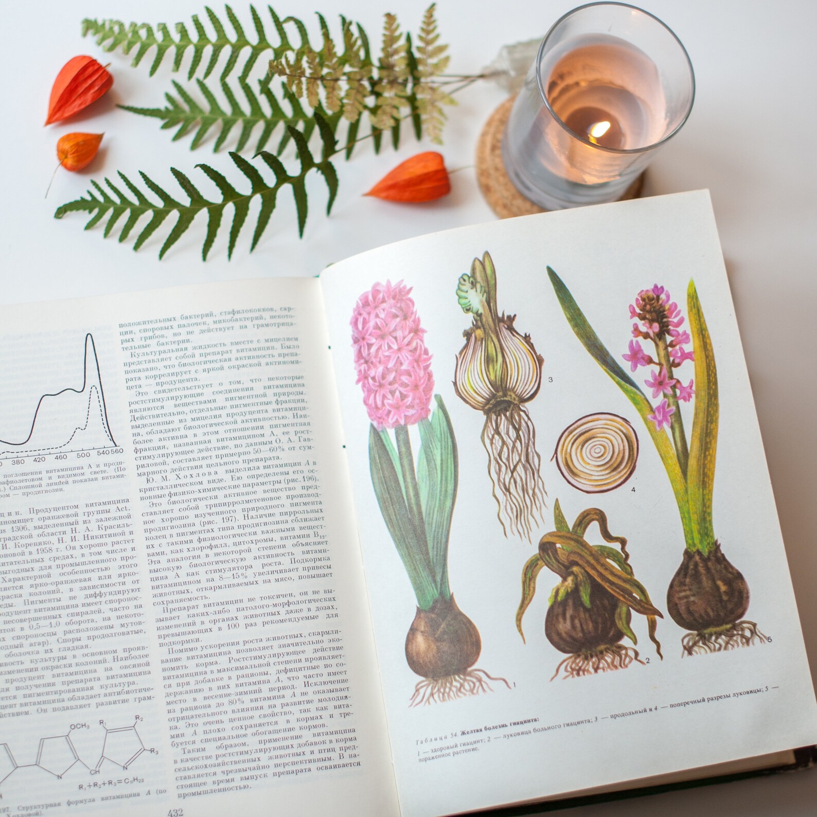 Used Botanical Books | Botanical Books in Antiquarian and Collectable ...