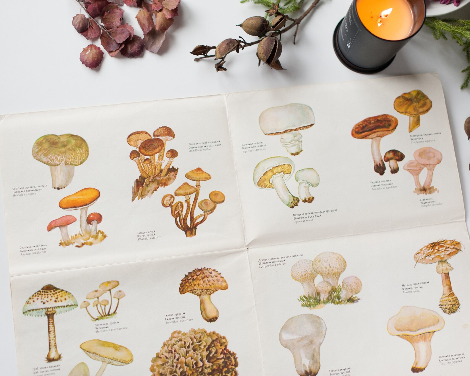 Mushroom guide poster Vintage illustrated botanical poster or | Etsy