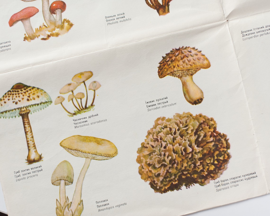 Mushroom guide poster Vintage illustrated botanical poster or | Etsy