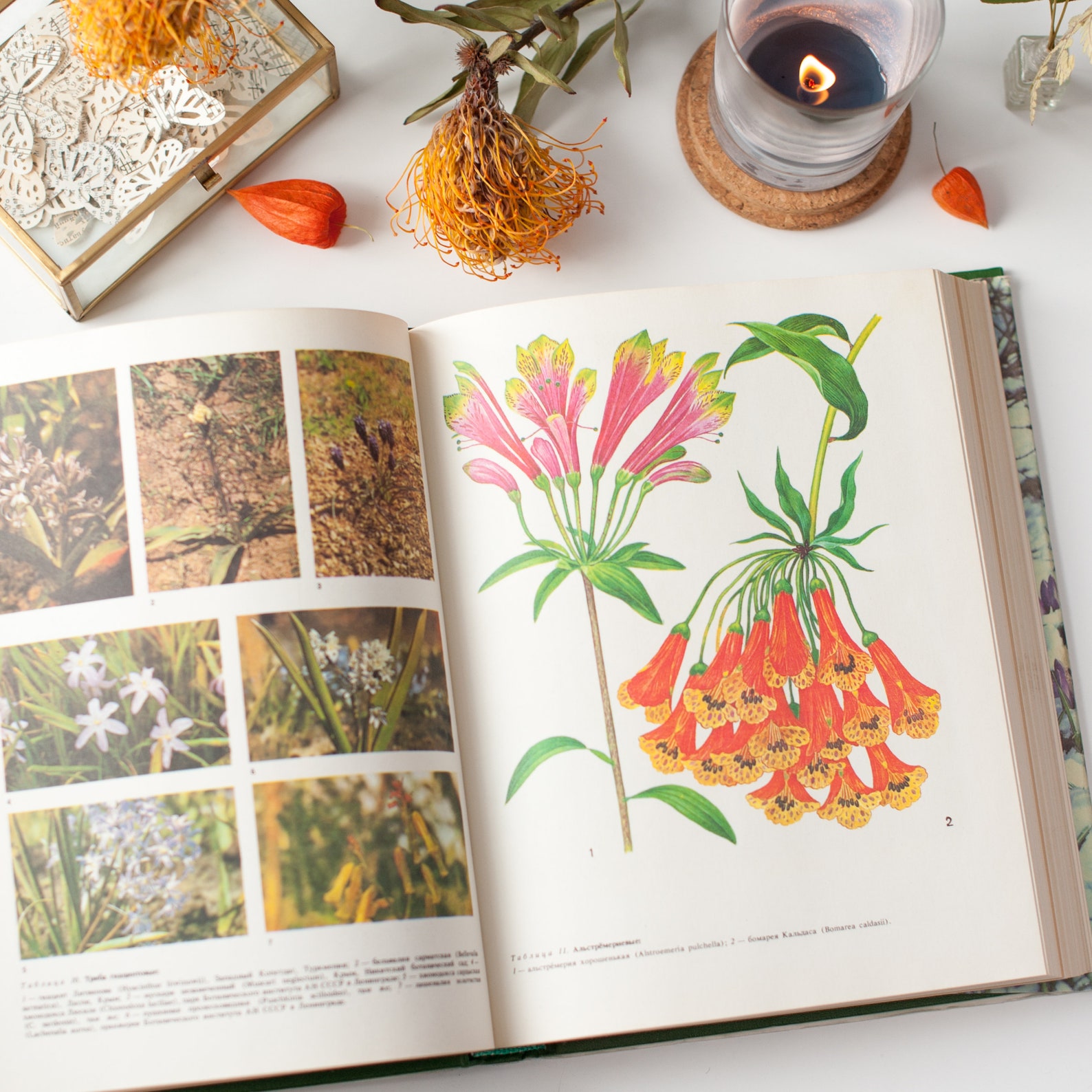 Vintage botanical book Guide to plants. This volume is about Etsy