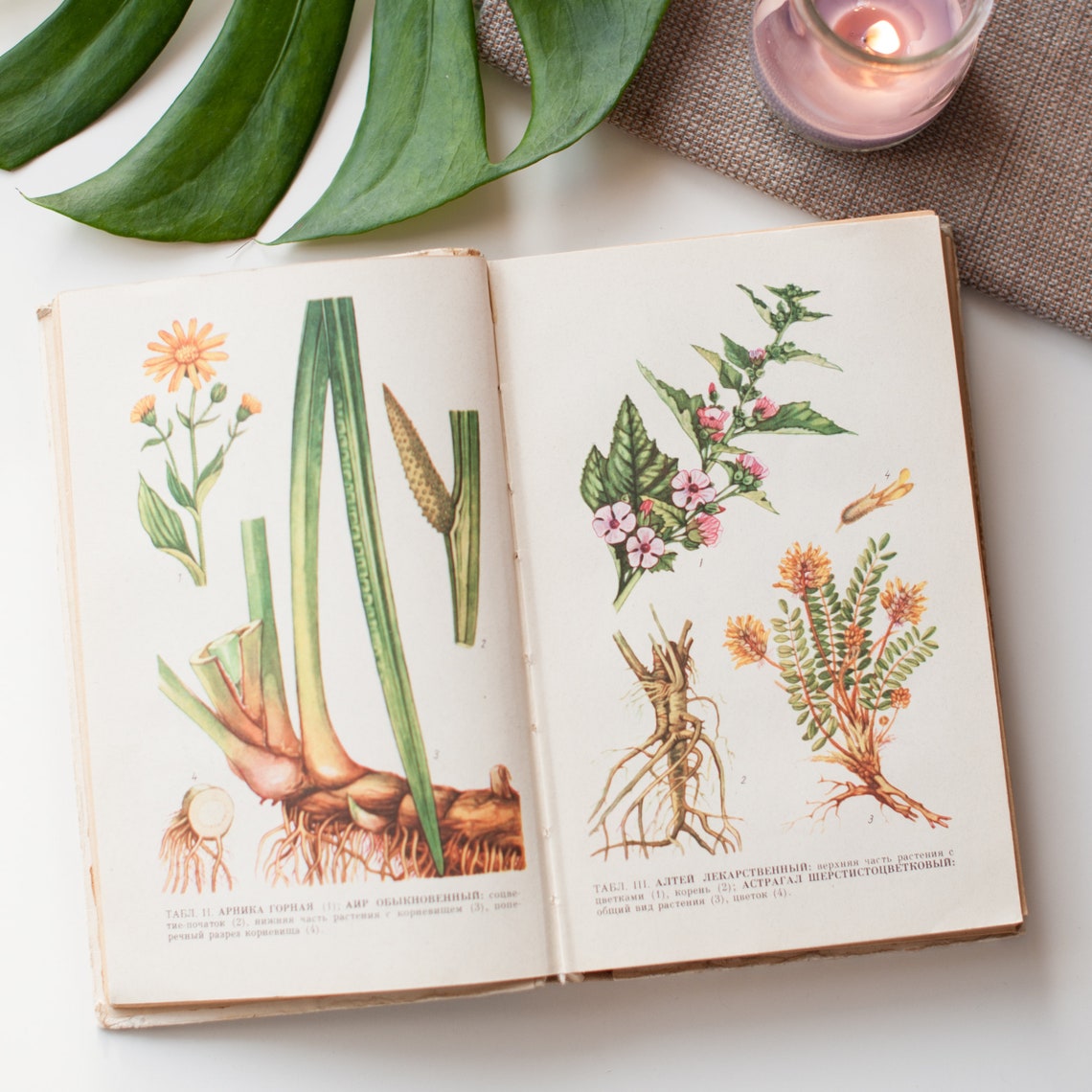 Vintage botanical book Guide to medicinal plants with 16 Etsy