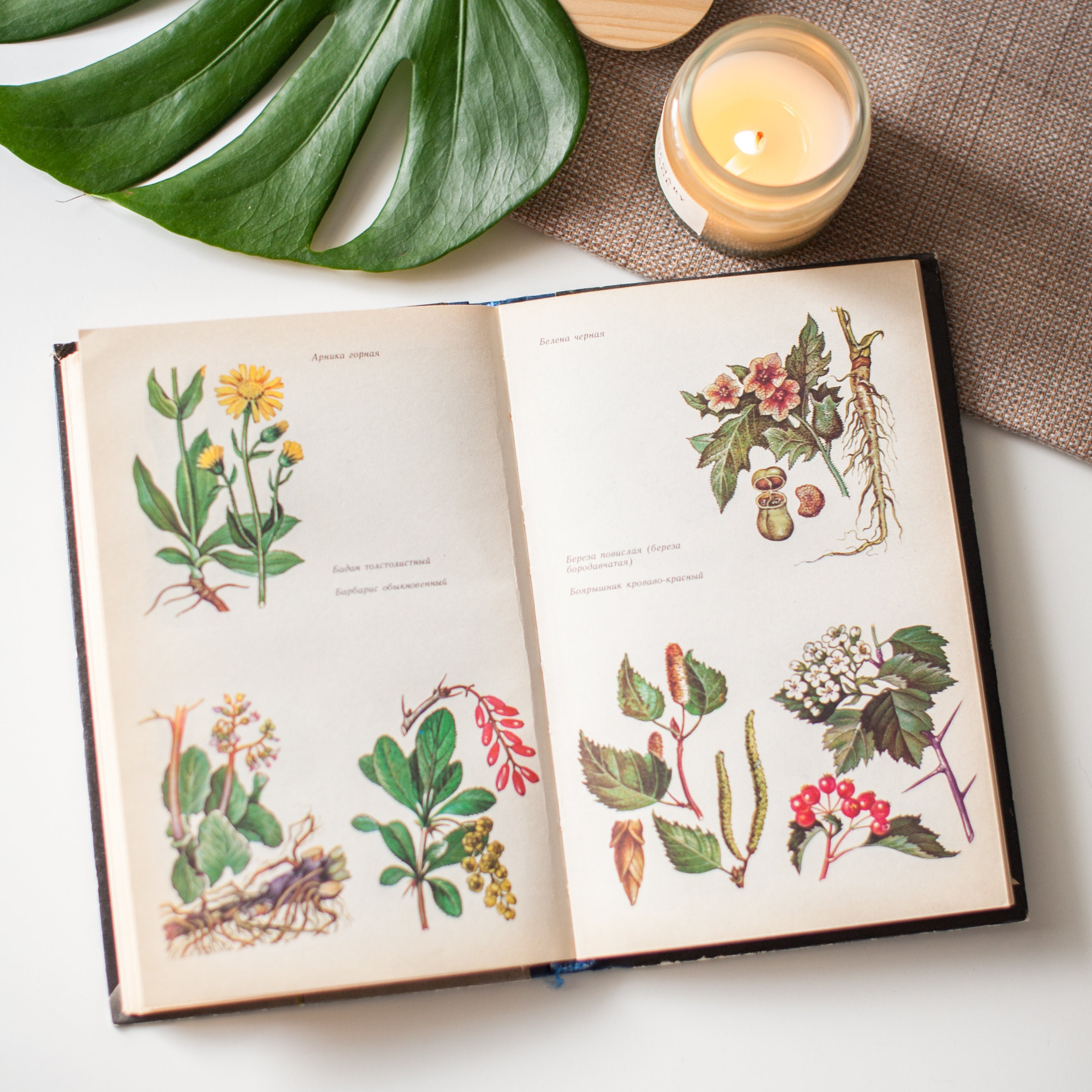 Vintage Botanical Book 24 Pages With Color Plants And Herbs Etsy