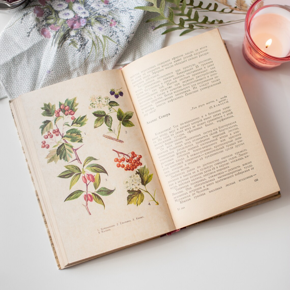 Vintage botanical field guide to forest gifts 8 pages with Etsy