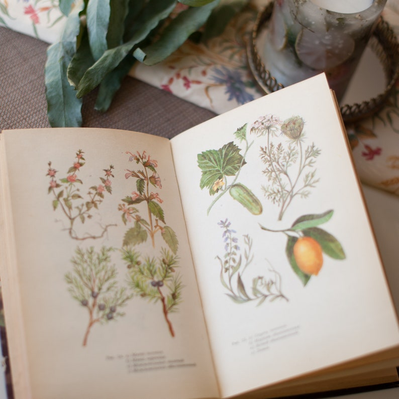 Field guide to medicinal herbs and plants Vintage botanical image 6