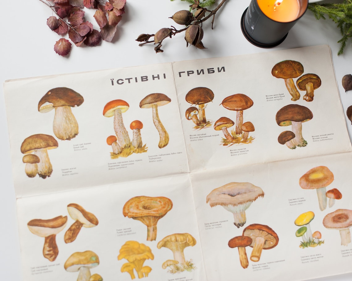 Mushroom guide poster Vintage illustrated botanical poster or | Etsy