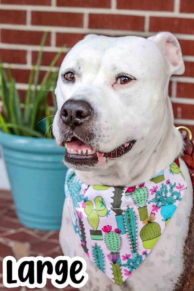 Reversible Pet Bandana Shark Bait Over-the-Collar