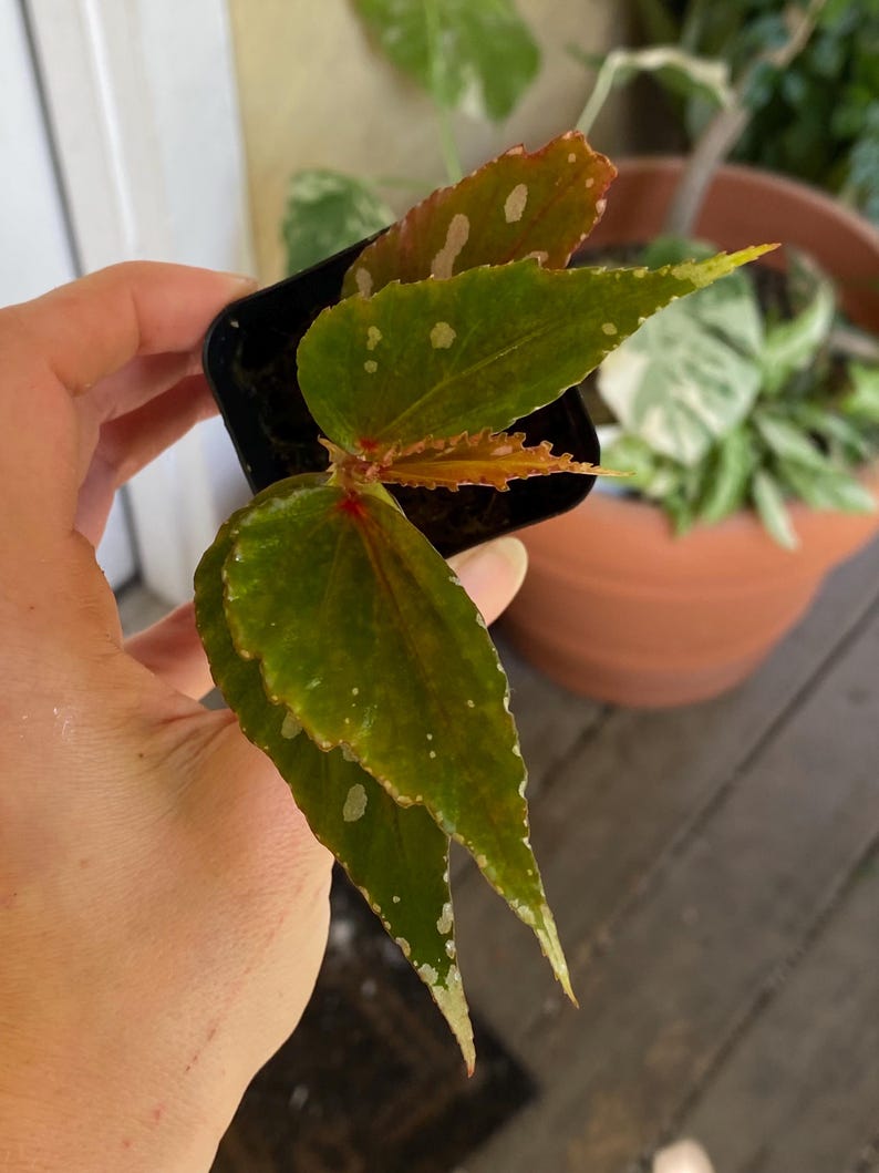 Exact Plant Begonia Julau Etsy