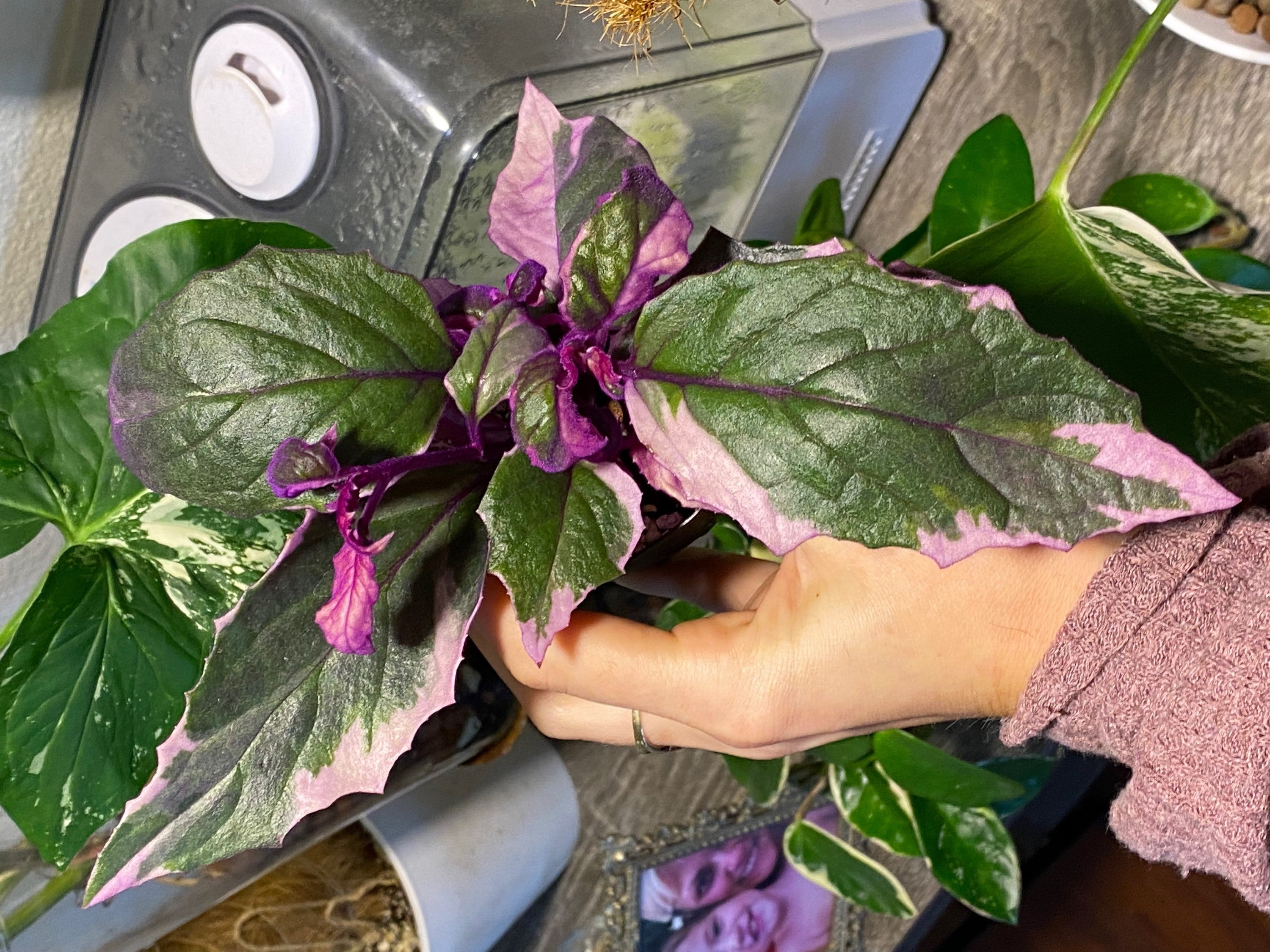 Variegated Purple Passion Plant | Gynura Aurantiaca Variegata - Etsy  Australia