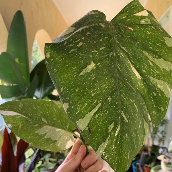 Monstera Thai Constellation / Variegated Monstera