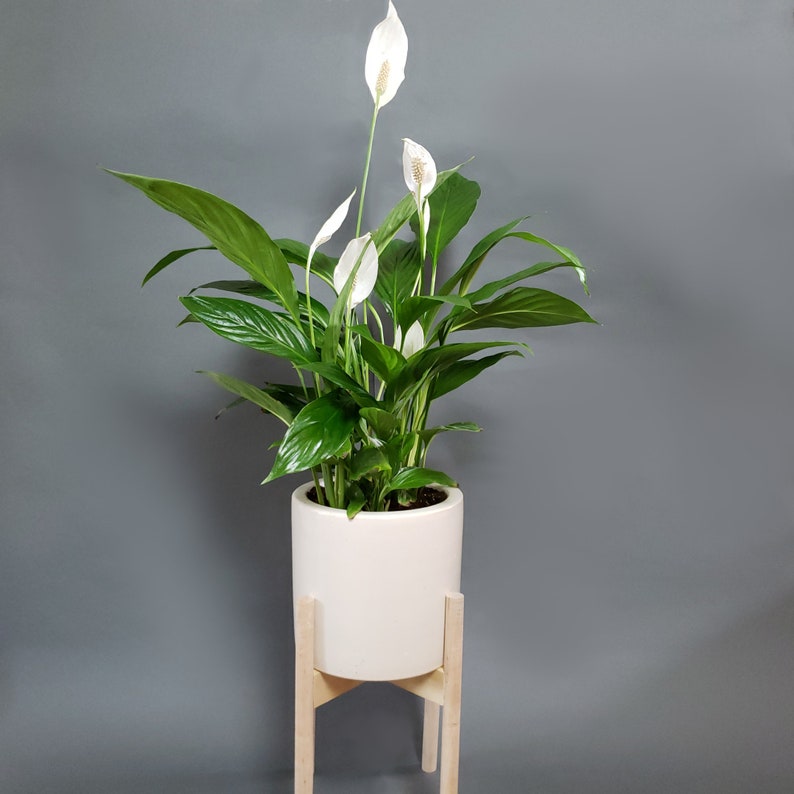 Peace Lily Air Purifying Plant Spathiphyllum Houseplant Etsy