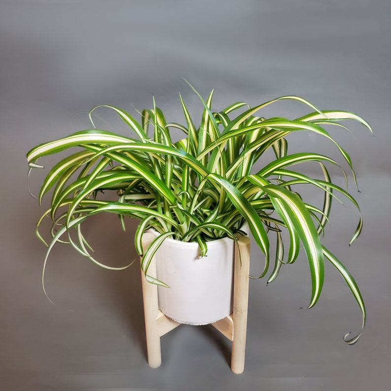 Spider Plant Air Purifying Plant Chlorophytum Comosum Etsy