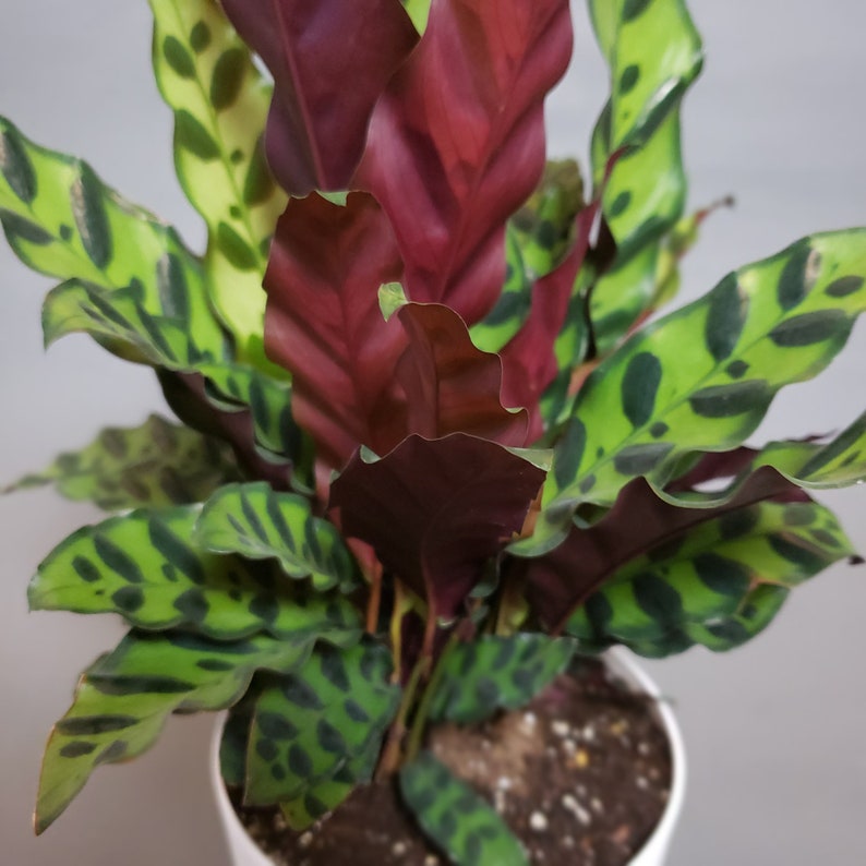Rattlesnake Plant Calathea Lancifolia Prayer Plant Etsy