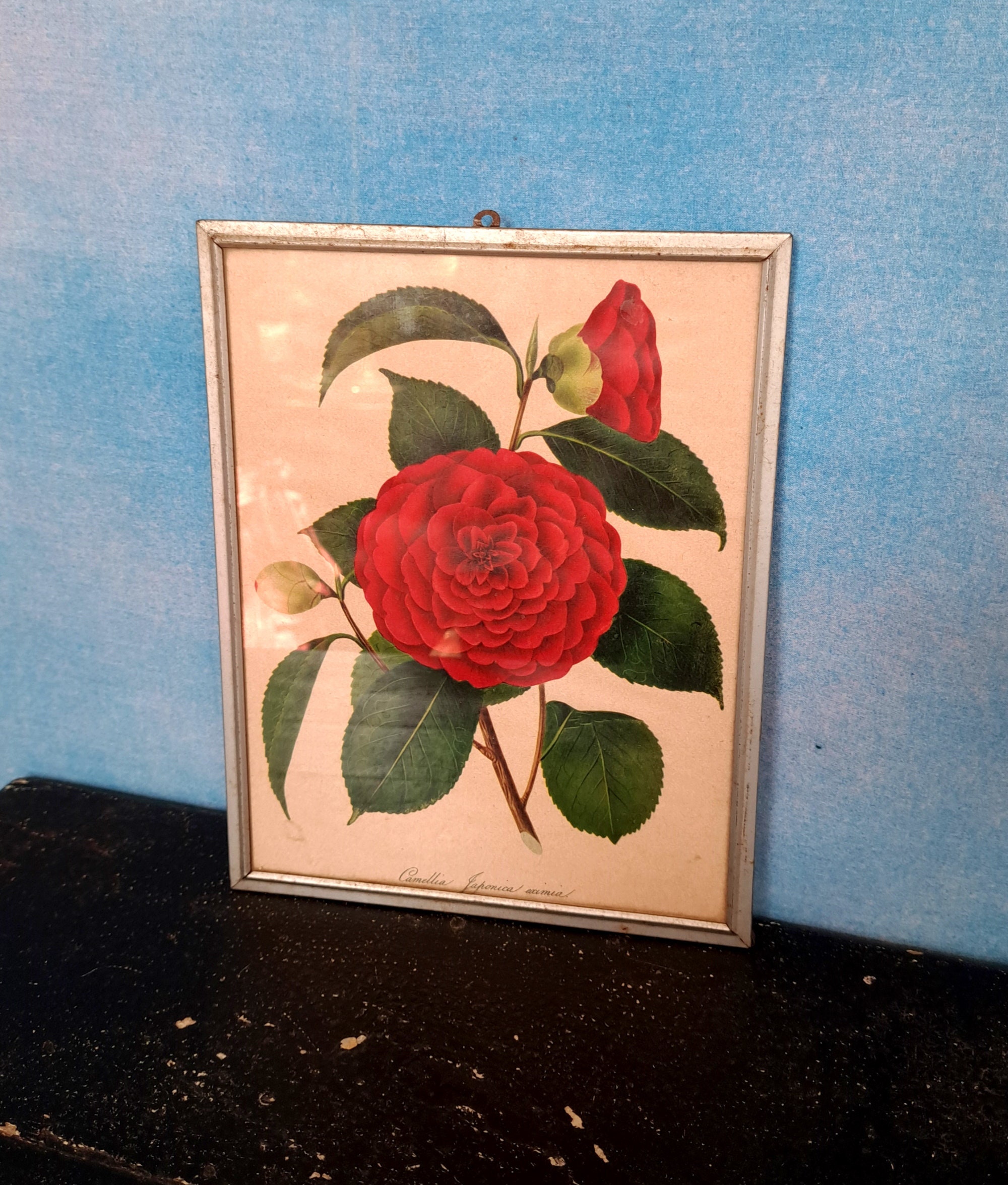 Vintage 1930s-1950s? Framed Print of Dark Pink Camellia