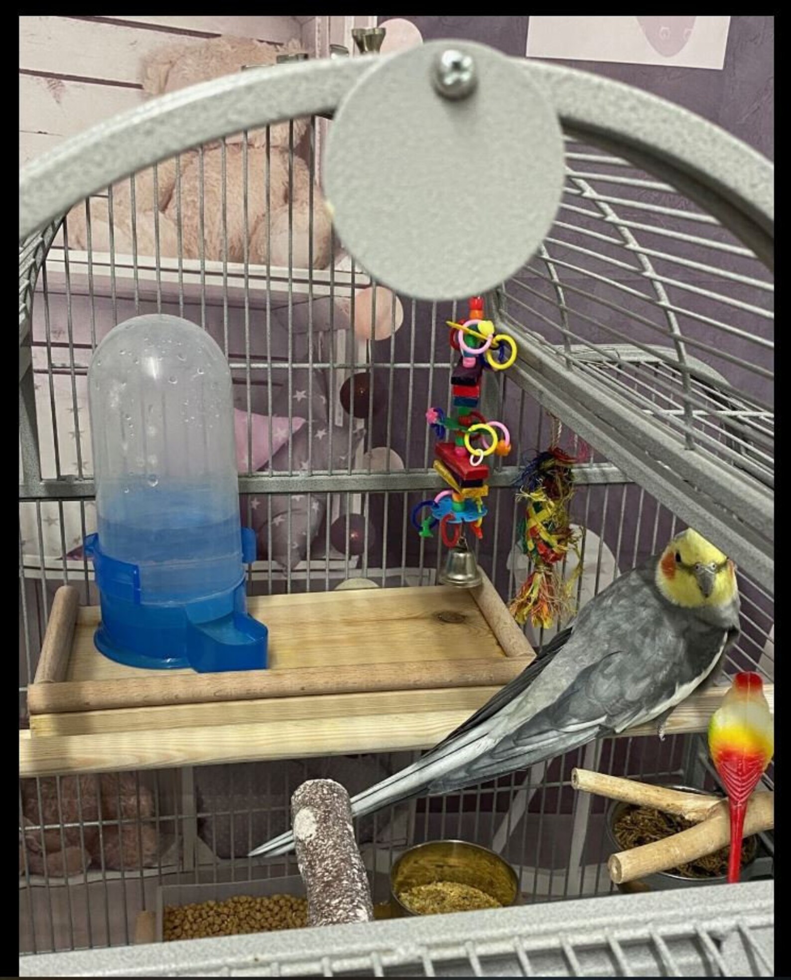 Bird platform perch shelf stand cage accessory Beech doweling Etsy