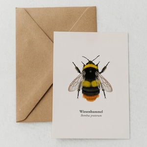 Hummel Postkarte – Wildbiene Wiesenhummel Zeichnung – Hochwertige Grußkarte für Natur- und Bienenliebhaber, Miniprint A6, optional gerahmt