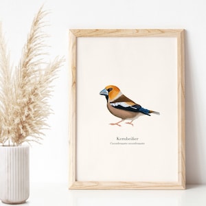 Póster de pájaro con ilustración de picogrueso, lámina naturaleza A4
