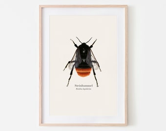 Bumblebee picture, poster with stone bumblebee drawing, wall decoration nature lovers optionally framed or with a poster bar
