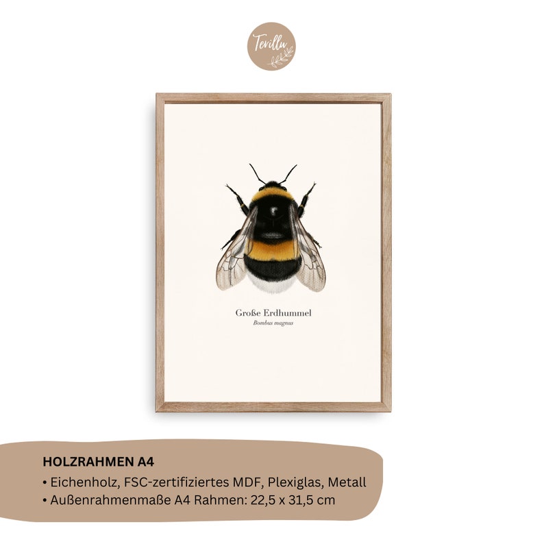 Póster de la naturaleza con dibujo del abejorro grande Bombus magnus, imagen del abejorro, impresión artística opcionalmente enmarcada o con barra para póster C: in A4 Holzrahmen