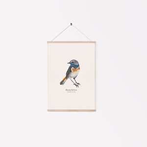 Bird poster with bluethroat illustration Luscinia svecica, nature art print A4, German and Latin image 6