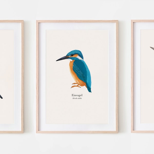 3er Poster Set heimische Vögel, Poster Set Natur, personalisierbar - Auswahl aus 20 Vogelarten, optional gerahmt oder mit einer Posterleiste