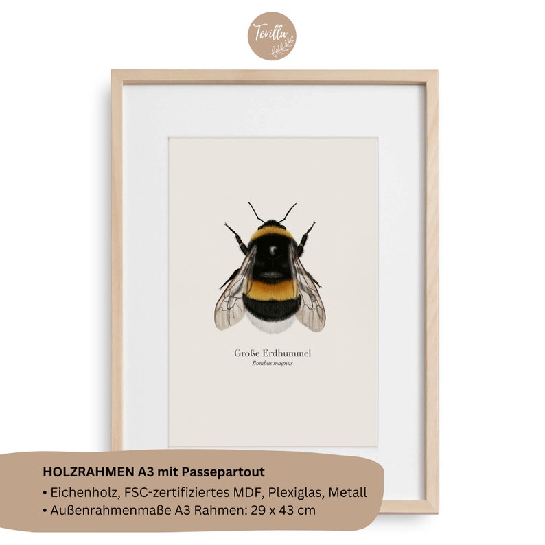 Póster de la naturaleza con dibujo del abejorro grande Bombus magnus, imagen del abejorro, impresión artística opcionalmente enmarcada o con barra para póster D: in A3 Holzrahmen