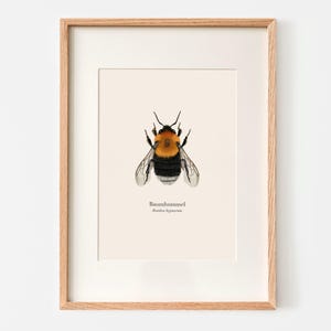 Poster Bumblebee - Bombo degli alberi (Bombus hypnorum) - Stampa artistica naturalistica in tedesco e latino, a scelta con binario per poster o incorniciata