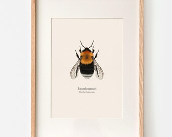 Hummel Poster - Baumhummel (Bombus hypnorum) - Natur Kunstdruck deutsch und lateinisch, optional mit einer Posterleiste oder gerahmt