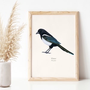 Vogel Poster mit Elster Illustration, Natur Kunstdruck A4 (deutsch & lateinisch)