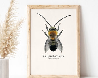 Bee poster, longhorn bee drawing, wild bee illustration optionally framed or with a poster bar