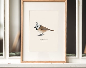 Poster Haubenmeise, Vogel Poster mit Haubenmeise Zeichnung, optional gerahmt oder mit einer Posterleiste