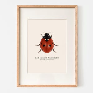 Póster de dibujo de mariquita A4 | Ilustración de Coccinella septempunctata | Lámina artística de insectos | Imagen de mariquita con marco opcional