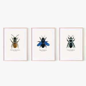 Könnte beinhalten: Drei gerahmte Illustrationen von Bienen, jede mit einem anderen Farbschema. Die erste Biene ist schwarz und gelb, die zweite ist blau und schwarz und die dritte ist grau und schwarz. Jede Illustration ist mit dem Namen der Biene auf Deutsch beschriftet.