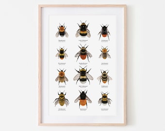 Bumblebee poster | Nature art print | Drawings of twelve native bumblebee species | Optionally framed or with a poster rail | A4, A3, A2