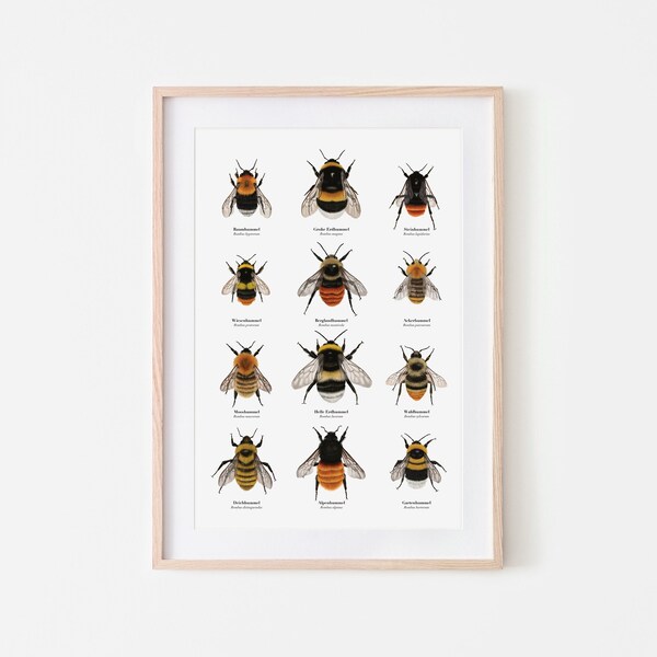 Bumblebee poster | Nature art print | Drawings of twelve native bumblebee species | Optionally framed or with a poster rail | A4, A3, A2