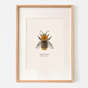 Poster Bumblebee A4 – Illustrazione di un'ape selvatica su carta naturale | Poster con bombo autoctono | Regalo per gli amanti della natura