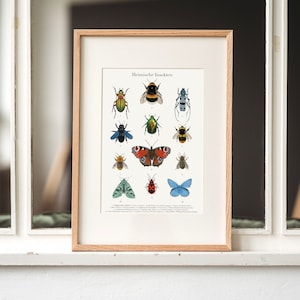 Póster de insectos, póster didáctico sobre insectos domésticos (alemán y latín), opcionalmente enmarcado o con barra