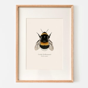 Poster naturalistico con disegno del grande bombo terrestre (Bombus magnus), immagine del bombo, stampa artistica a scelta incorniciata o con binario per poster