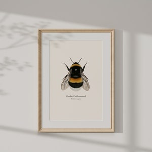 Póster de la naturaleza con dibujo del abejorro grande Bombus magnus, imagen del abejorro, impresión artística opcionalmente enmarcada o con barra para póster imagen 6