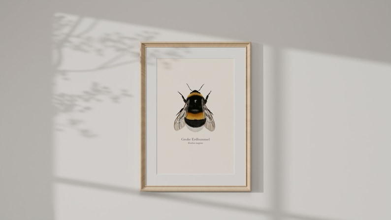 Póster de la naturaleza con dibujo del abejorro grande Bombus magnus, imagen del abejorro, impresión artística opcionalmente enmarcada o con barra para póster imagen 6